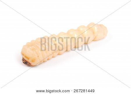 Larva Bark Beetle (scolytinae). Larva Of Bark Beetles Legless Isolated On White Background.