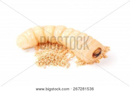Larva Bark Beetle (scolytinae). Larva Of Bark Beetles Legless Isolated On White Background.