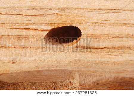 Larva Bark Beetle (scolytinae). Larva Of Bark Beetles Legless In His Burrow On Wood Background.