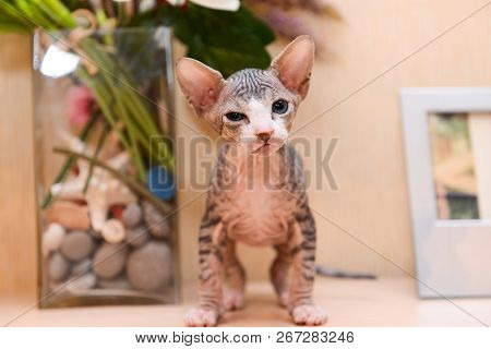 Tabby Sphinx Kitten, Bald Cat, Small Baby Cat Toddler