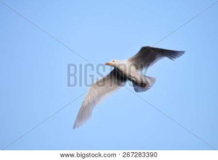 Glaucous Gull (Larus hyperboreus) on the wing - Arctic
