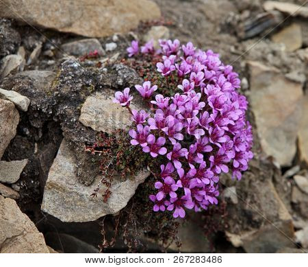 Delicate flowers of saxifrage (Saxifraga oppositifolia) growing on stones in high Arctic of Franz Josef Land archipelago
