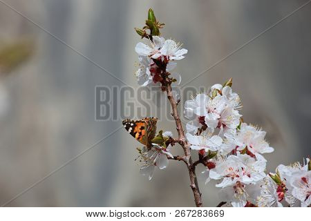Blossoming apricot flowers on twigs
