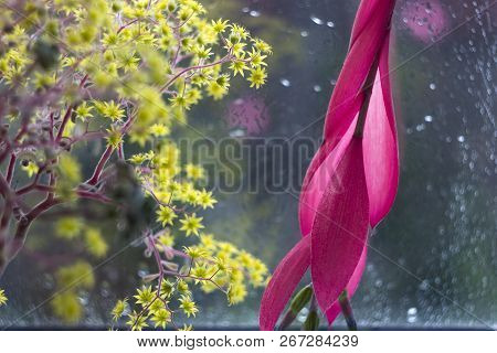 Red Flower Of Billbergia And Aichryson, Rosea Tropical Exotic Pl