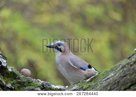 Eurasian Jay (garrulus Glandarius) Looking For Food.