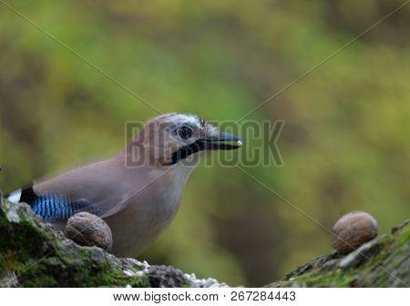 Eurasian Jay (garrulus Glandarius) Looking For Food.