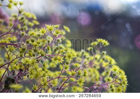 Aichryson - Plant, Yellow Flower On The Windowsill, The Rain Out