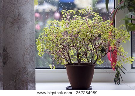 Aichryson - Plant, Yellow Flower On The Windowsill, The Rain Out