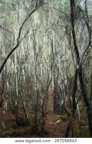 Laurel Forest in Tenerife, Canary Islands