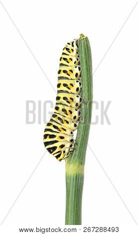 Swallowtail Caterpillar On Branch
