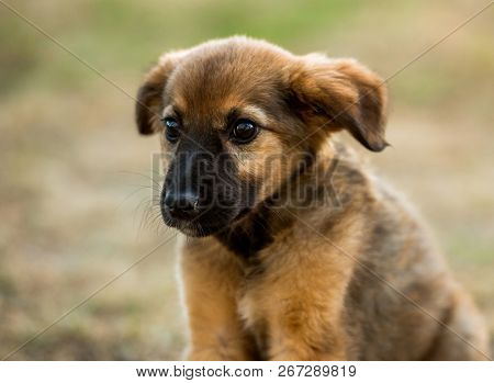 mongrel puppy sitting on grass in a summer day