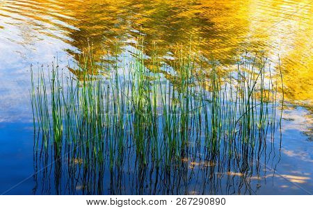 Green Aquatic Plants Close-up Are Reflected In The Clear Water With Golden Colors Of Sunlight. Natur