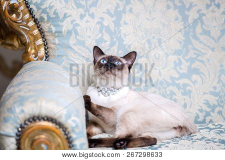 A Two-color Cat Without Tail Of Mekong Bobtail Breed With A Jewel A Precious Necklace Of Pearls Arou