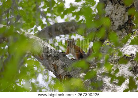 Close-up Of A Quirrel Observing From A Branch, Hidden In Foliage