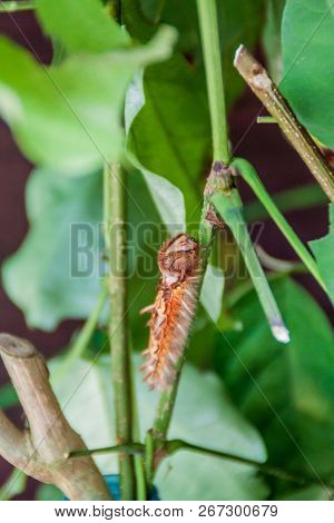 Larva Of Morpho Helenor Butterfly, Costa Rica