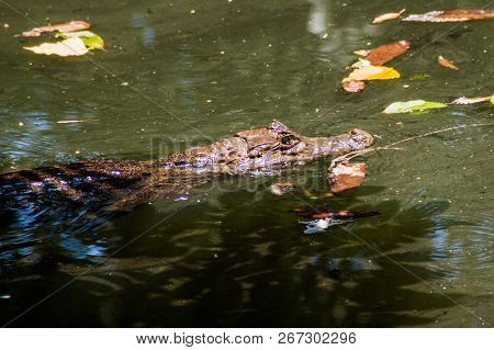 Spectacled Caiman Caiman Crocodilus In A Pond Near La Fortuna, Costa Rica