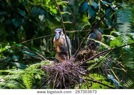 Boat-billed Heron Cochlearius Cochlearius With An Offsrping In A Forest Near La Fortuna, Costa Rica