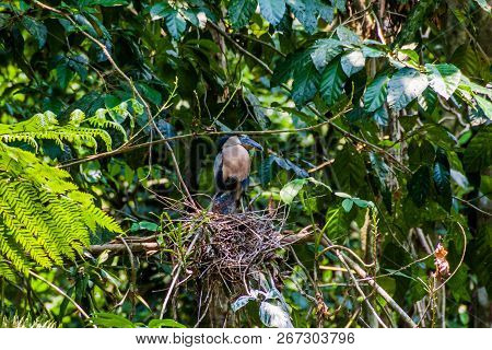 Boat-billed Heron Cochlearius Cochlearius In A Forest Near La Fortuna, Costa Rica