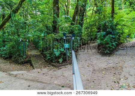 Several Hiking Trails In A Cloud Forest Of Reserva Biologica Bosque Nuboso Monteverde, Costa Rica