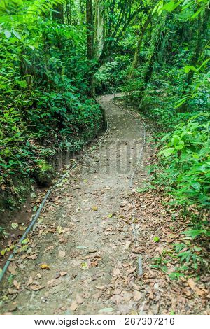 Hiking Trail In Cloud Forest Of Reserva Biologica Bosque Nuboso Monteverde, Costa Rica