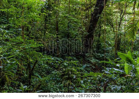Cloud Forest Of Reserva Biologica Bosque Nuboso Monteverde, Costa Rica
