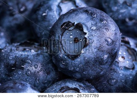 Fresh Ripe Blueberries With Drops Of Dew. Berry Background. Macro Photo.