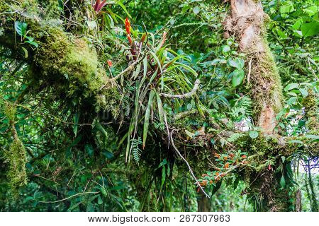 Bromeliad In Cloud Forest Of Reserva Biologica Bosque Nuboso Monteverde, Costa Rica