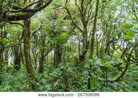 Cloud Forest Of Reserva Biologica Bosque Nuboso Monteverde, Costa Rica