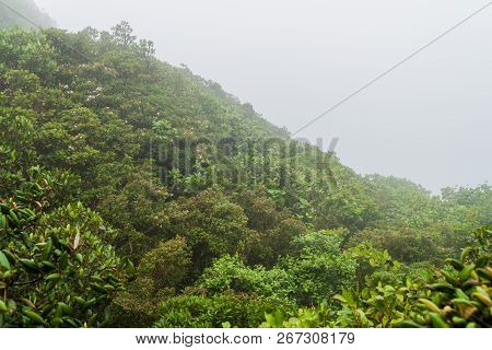 Cloud Forest Of Reserva Biologica Bosque Nuboso Monteverde, Costa Rica