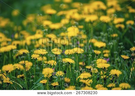 Dandelion Yellow Flower Growing On The Green Meadow In Spring Time, Natoral Seasonal Floral Backgrou