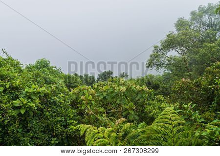 Cloud Forest Of Reserva Biologica Bosque Nuboso Monteverde, Costa Rica