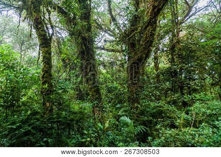 Cloud Forest Of Reserva Biologica Bosque Nuboso Monteverde, Costa Rica
