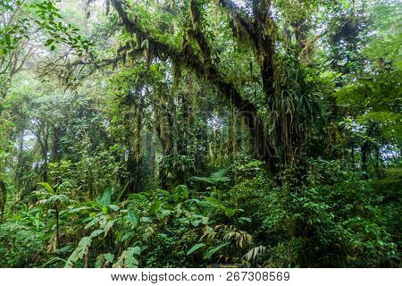 Cloud Forest Of Reserva Biologica Bosque Nuboso Monteverde, Costa Rica