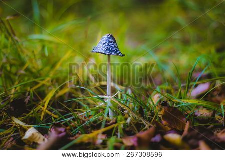 Mushroom Coprinus Picaceus In Green Grass Background