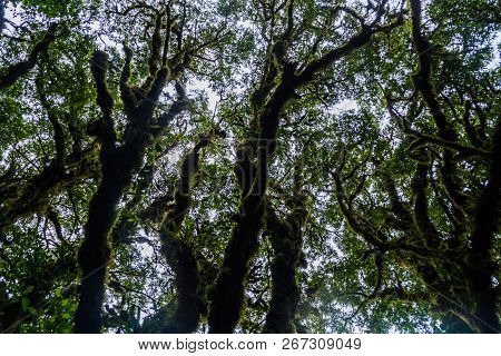 Cloud Forest Of Reserva Biologica Bosque Nuboso Monteverde, Costa Rica
