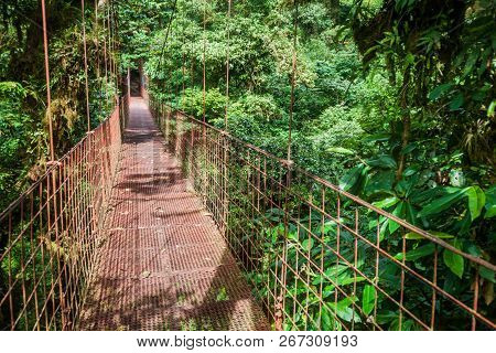 Suspension Bridge In The Cloud Forest Of Reserva Biologica Bosque Nuboso Monteverde, Costa Rica