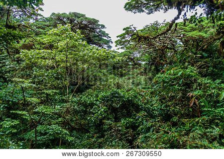 Cloud Forest Of Reserva Biologica Bosque Nuboso Monteverde, Costa Rica