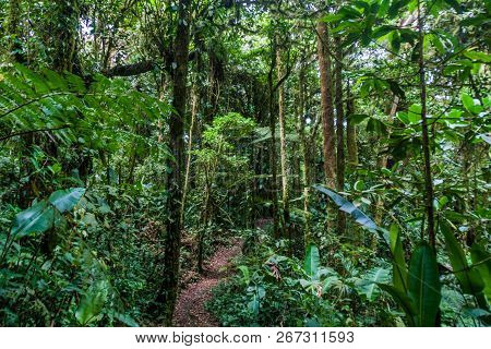 Cloud Forest Of Reserva Biologica Bosque Nuboso Monteverde, Costa Rica