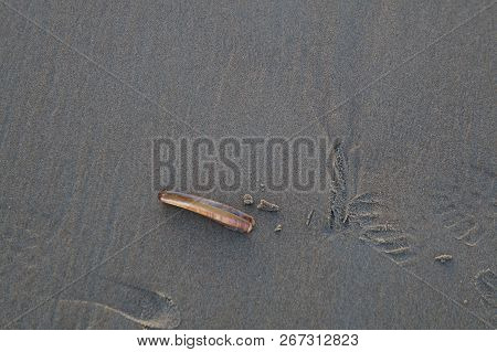 Razor Shell On The Sand Near Northern Sea