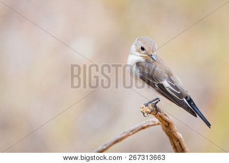 Ficedula Hypoleuca Or   Papamoscas Cerrojillo On A Brunch