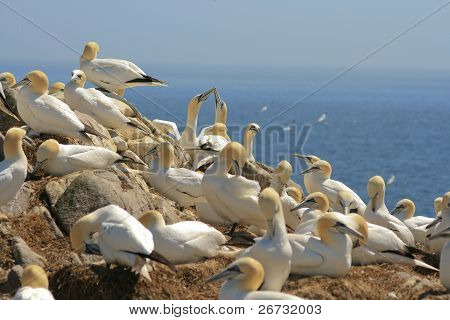 Kolonii Gannet