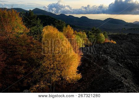 autumnal mixed forest surronded by cooled lava of 1976 in Etna Park at evening, Sicily