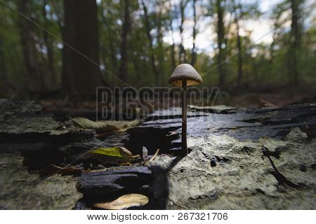 Fungus Mushroom Mycetinis Alliaceus Growing From Branch. Shining Sun From Behind.
