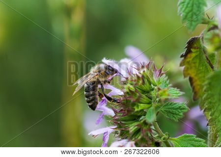 Ballota Nigra , Black Horehound Purple Flowers. Honeybees Collect Nectar From The Blooming False Net