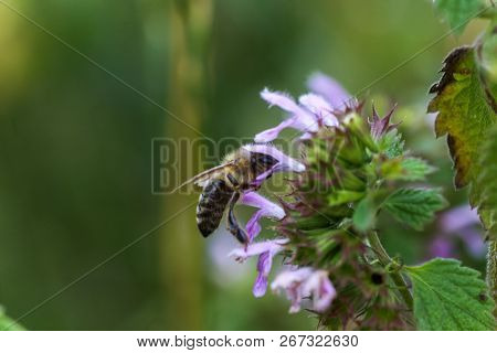Ballota Nigra , Black Horehound Purple Flowers. Honeybees Collect Nectar From The Blooming False Net
