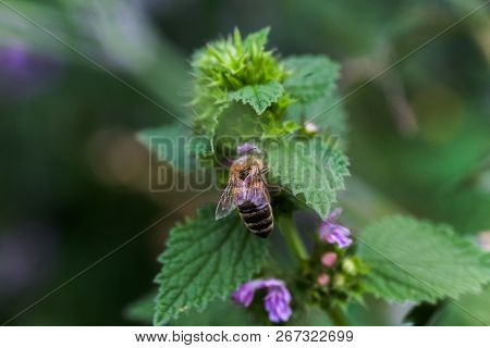 Ballota Nigra , Black Horehound Purple Flowers. Honeybees Collect Nectar From The Blooming False Net
