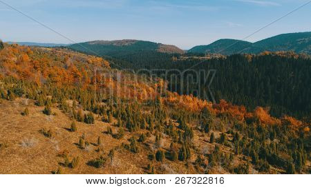 aerial flying abouve forest in autumn with colorful red and yellow trees on sunny day
