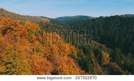 aerial flying abouve forest in autumn with colorful red and yellow trees on sunny day