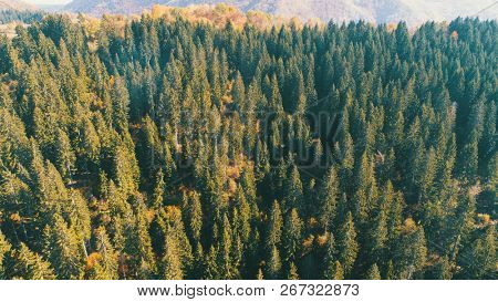 aerial flying abouve forest in autumn with colorful red and yellow trees on sunny day