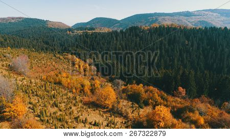 aerial flying abouve forest in autumn with colorful red and yellow trees on sunny day